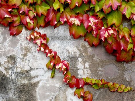Close Up Vines Colorful Vines Accross The Walls That Grace Flickr