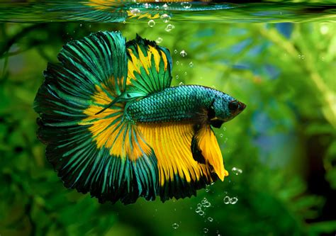 How To Care For Your Betta Splendens Aka The Siamese Fighter Fish