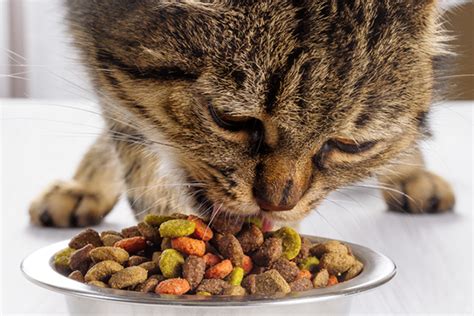 Good quality kitten food will have more protein. Is Free Feeding Cats the Best Way to Feed Your Cat? - Catster