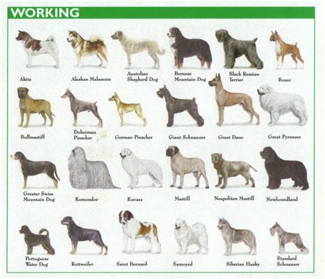 Working Group Dog Breeds Chart Akc Dog Breeds Dog Chart German Dog