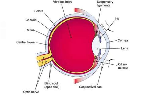 The Eye And Vision Medical Terminology 78 Steps Health
