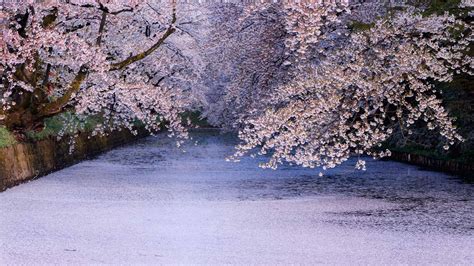 Hirosaki Sakura Bing Wallpaper Download