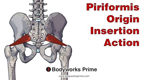 Piriformis Anatomy Origin Insertion Action YouTube