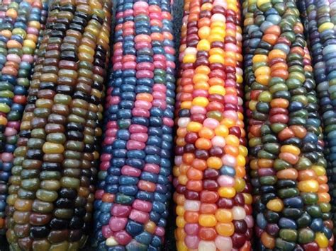 This Normal Looking Corn Is Shocking People With Its Colorful Secret