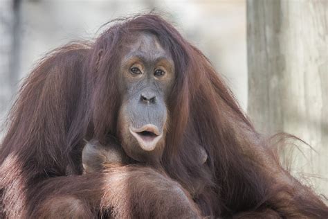 Top 10 orangutan sanctuaries in borneo 2021 best places to see orangutans in borneo observe wild orangutans in the forest of borneo for research volunteer at an orangutan sanctuary to take action for conservation efforts. Bornean Orangutan - ZooTampa at Lowry Park