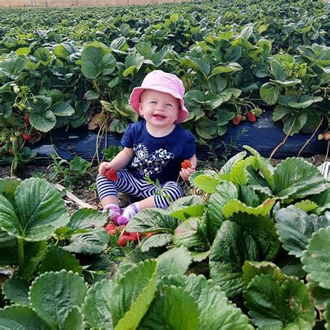 Awesome morning strawberry picking at Beerenberg farm Strawberries were ...