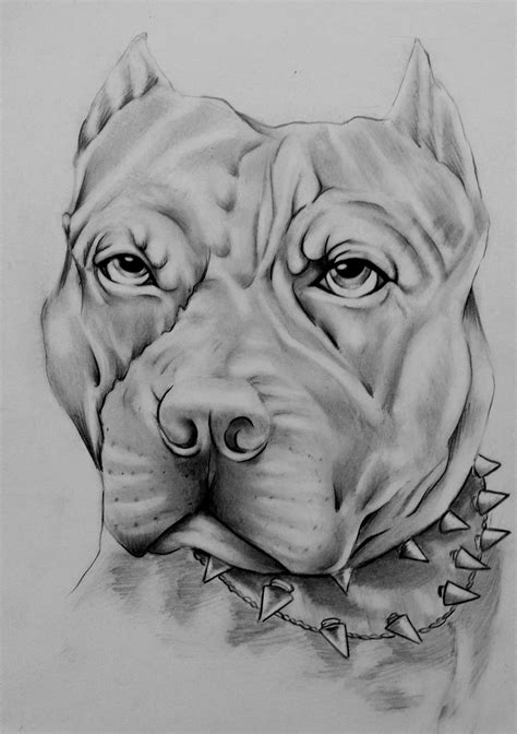 Dibujos De Perros Para Colorear Como Dibujar Un Perro Pdmrea