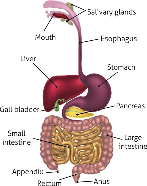 This starts at the mouth, continues via the oesophagus and stomach to the intestines, and ends at the anus. Human Digestive Tract System | Human digestive system ...