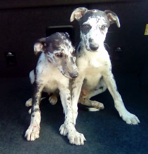 Stunning Merle Lurcher Puppies In Grove Oxfordshire Gumtree