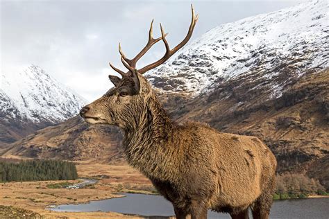 Red Deer Stag In Glen Nevis In The Highlands Of Scotland Photograph By