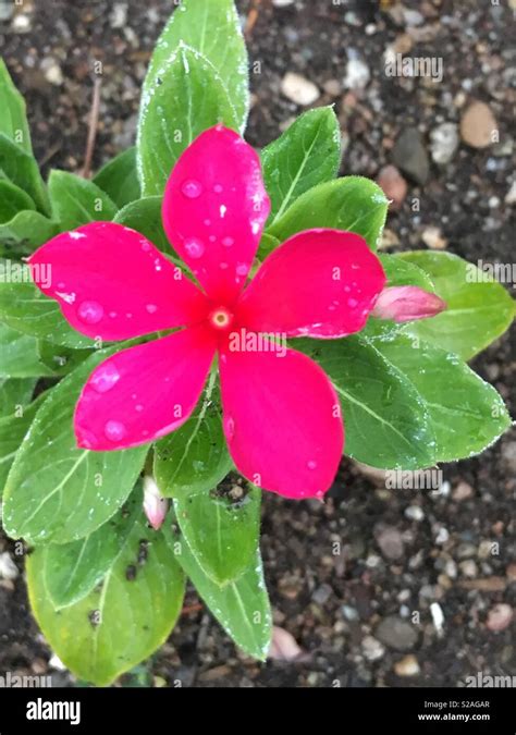 Five Petal Flower Hi Res Stock Photography And Images Alamy