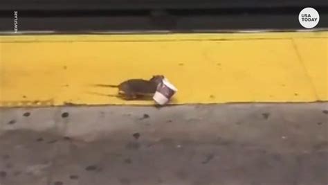 Meet Coffee Rat Nycs Newest Viral Subway Dweller