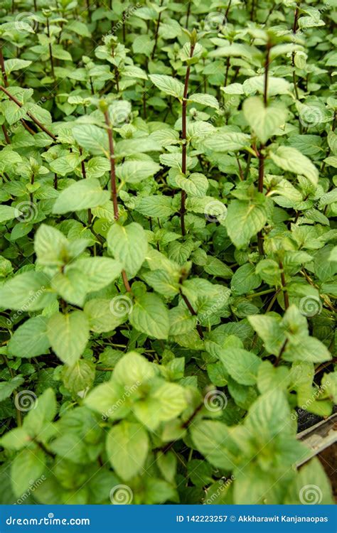 Peppermint Plant In The Herb Garden Stock Image Image Of Garden