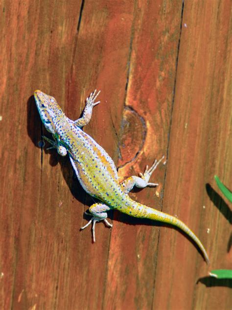 Lizard Free Stock Photo - Public Domain Pictures