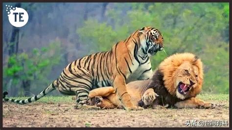 what happens when male tiger and female lion mate youtube