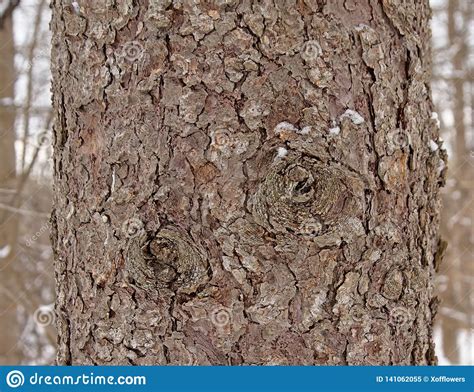 Spruce Tree Bark Close Up Filled Frame Stock Image Image Of