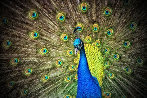 The Significance Of Peacock In Ancient Culture And Art • Soulask