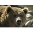 Yellowstone Bear World  Rexburg Online