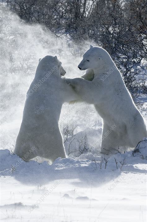 Two Polar Bears Wrestling Each Other Stock Image F0102541