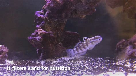 Bullet Goby In Our Red Sea Reefer 650 Aquarium Youtube