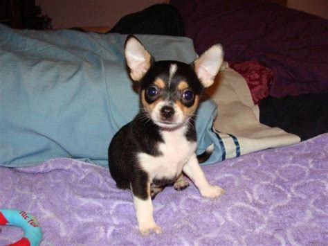Very Cute Male Chihuahua Puppy For Sale In Chester Virginia Classified