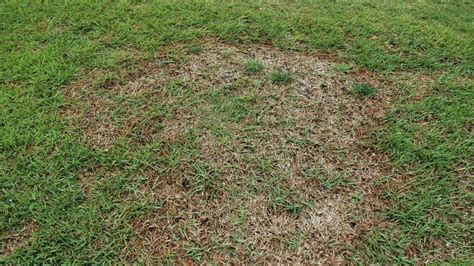 Large Patch In Turf Nc State Extension Publications