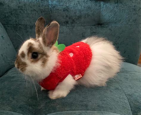 Fladorepet Warm Bunny Rabbit Clothes