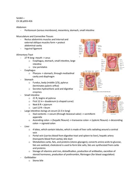 Reading 2 Abdomen Exam 3 Seidels Guide To Physical Examination