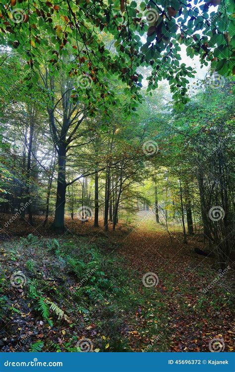 Foggy Magical Autumn Forest With Colorful Trees Stock Photo Image Of