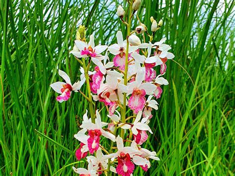 Rarest Orchids In The World
