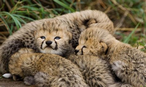 Cubs Baby Cheetah In A First Cheetah Cubs Born Through Surrogacy At