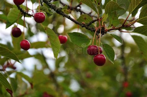 Red Tart Cherries At Tree Stock Photo Image Of Nutrition 121174746