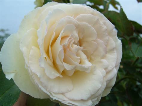 Klimroos Palais Royal® White Eden Rose Seurosa