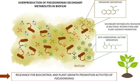 Secondary Metabolites From Plant‐associated Pseudomonas Are