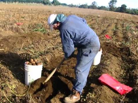 El día del padre es una celebración u homenaje dedicada a los padres. Cosecha de Papas en Purranque, Consorcio Papa Chile SA ...