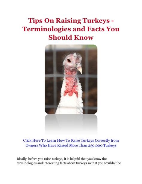 Tips On Raising Turkeys Terminologies And Facts You Should Know