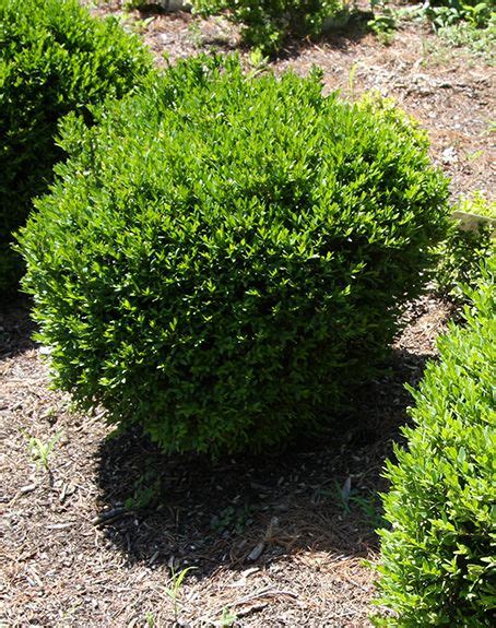 Boxwood Cultivars Ajf Design Boxwood Garden Boxwood Park Landscape