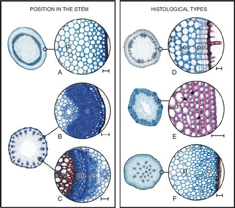 Collenchyma Diversity Position In The Stem A C And Histological