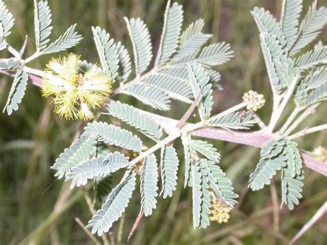 West African Plants A Photo Guide Acacia Nilotica L Willd Ex Delile