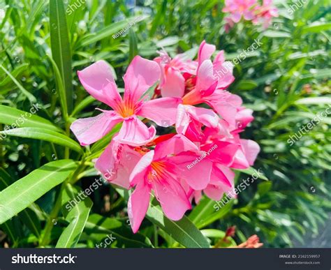 Beautiful Sweet Pink Oleanders Nerium Oleander Stock Photo 2162159957