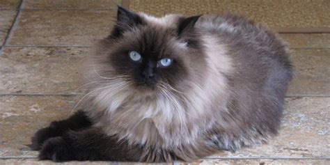 Himalayan Cat Price Personality Lifespan Siamese Cats Blue Point