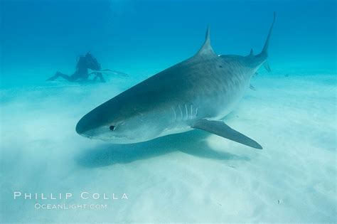 Tiger Shark Galeocerdo Cuvier Bahamas 10709