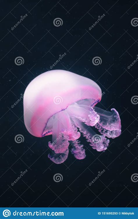 Purple Jellyfish Rhizostoma Pulmo Underwater Stock Image Image Of