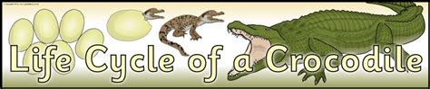 Life Cycle Of A Crocodile Display Banner Sb10572 Sparklebox