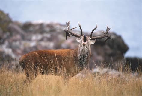 The Red Stag Of The Highlands Synonymous With Scotland