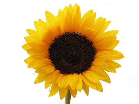 Sunflower Free Images At Vector Clip Art