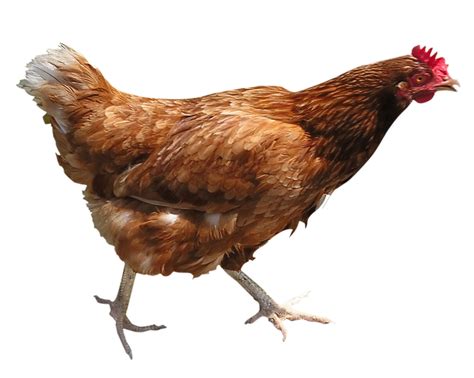 Chicken PNG Image Transparent Image Download Size 1000x799px