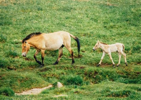 Wild Horses At Mongolias Hustai National Park Sidecar Photo