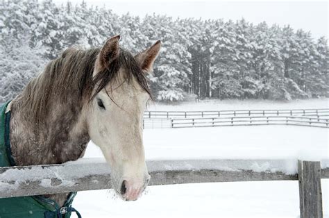Horse Looking Over Fence During Snow Storm Photograph By © Brigitte Smith