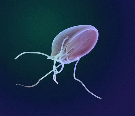 Giardia Lamblia Protozoan Photograph By Ami Images Science Photo